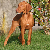 Clicca per vedere il video